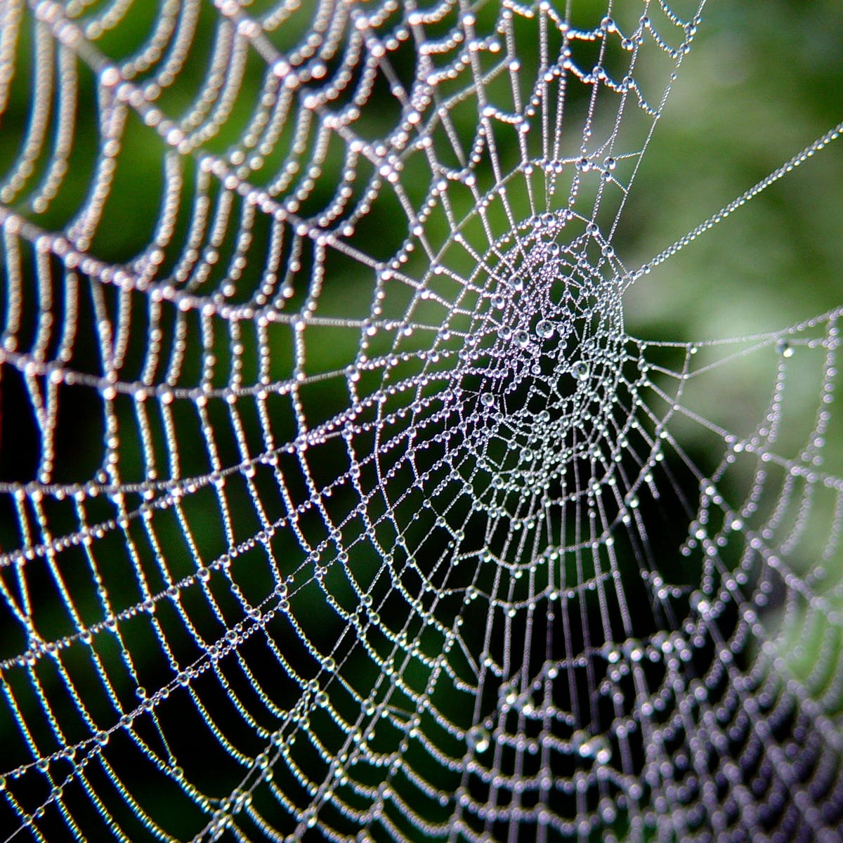 The Curriculum Spiderweb Post feature image